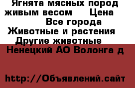 Ягнята мясных пород живым весом.  › Цена ­ 125 - Все города Животные и растения » Другие животные   . Ненецкий АО,Волонга д.
